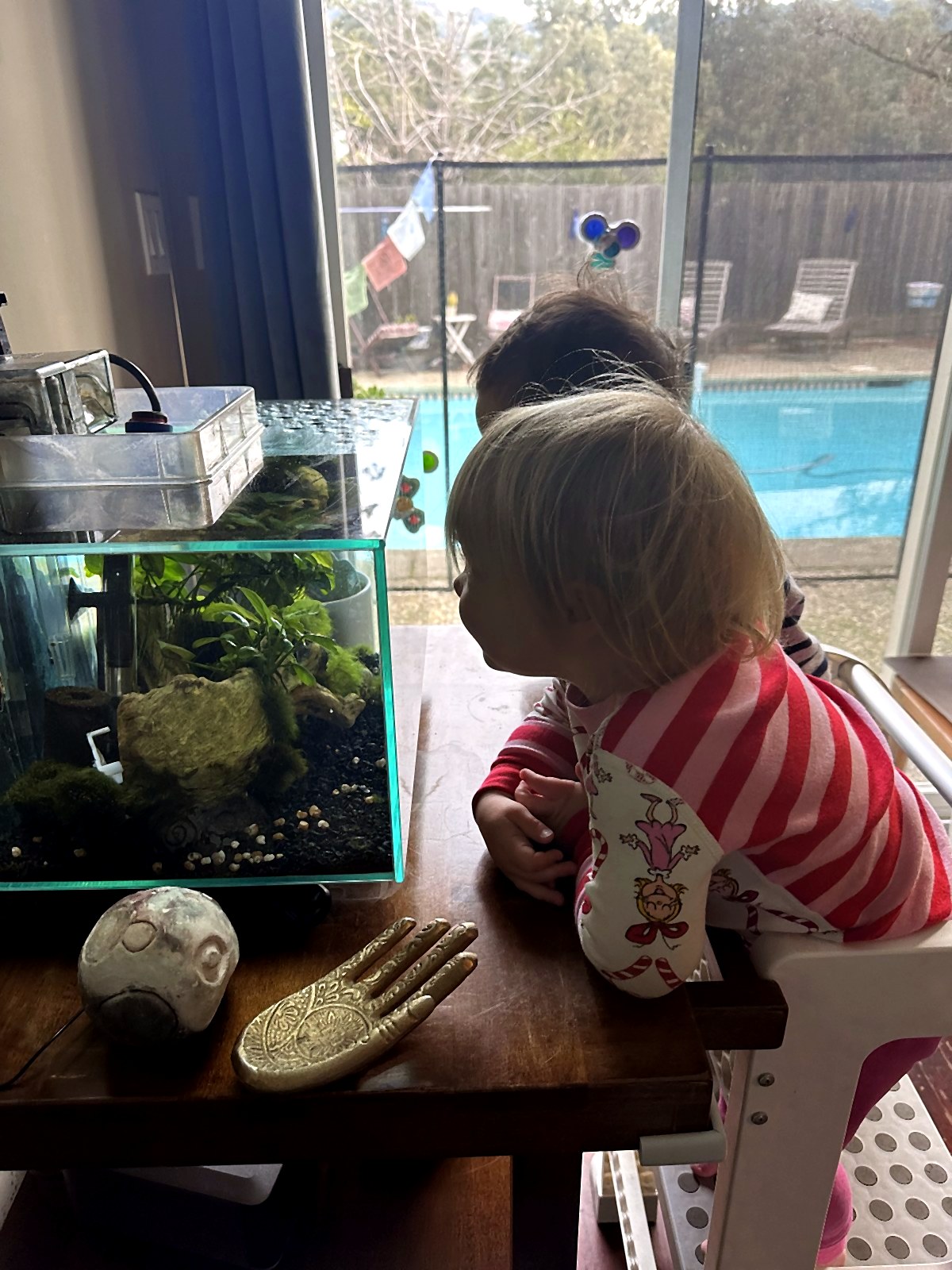 Toddlers leaning in to observe a small planted aquarium