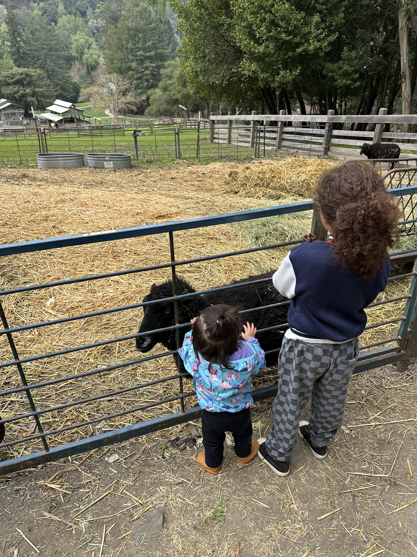 Children connecting with animals on a farm outing