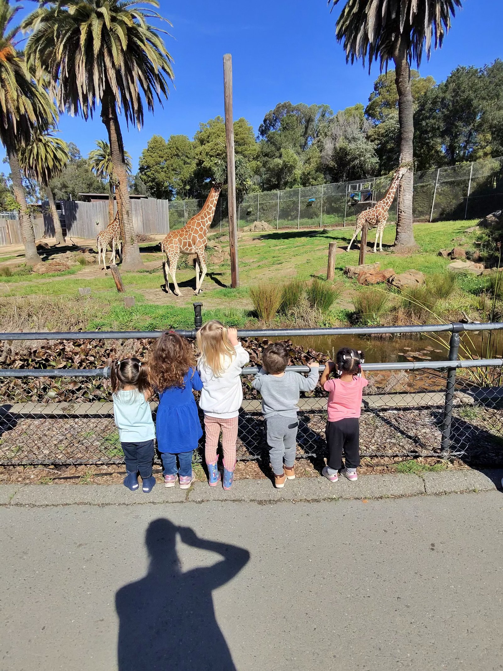 Children exploring giraffes at the zoo
